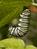 Starting Pupation